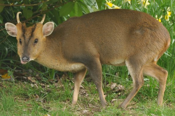Small muntjac deer with antlers standing in green grass